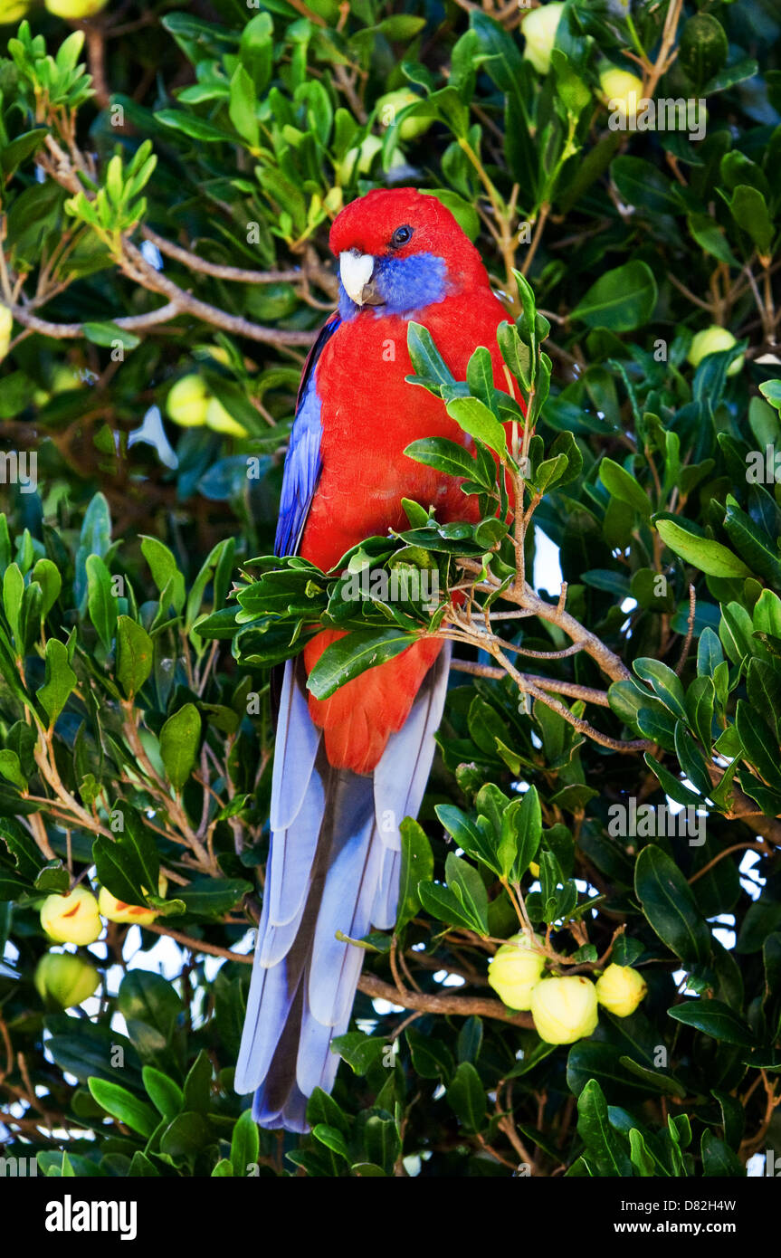 Crimson Rosella feeding in a tree. Stock Photo