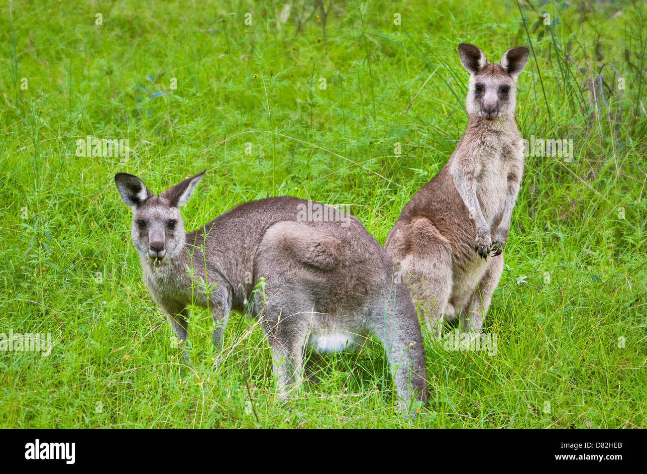 Eastern Grey Kangaroos feeding in a green meadow. Stock Photo