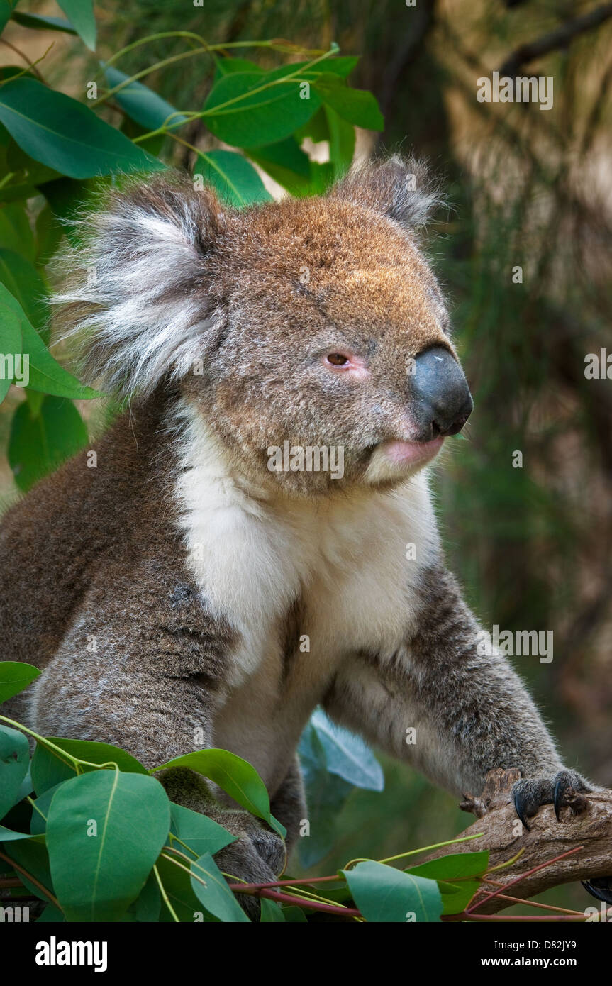 Koala sitting in a eucalyptus tree. Stock Photo