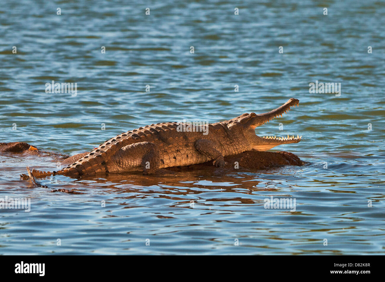 Freshwater Crocodile basking on a rock in Fitzroy River. Stock Photo