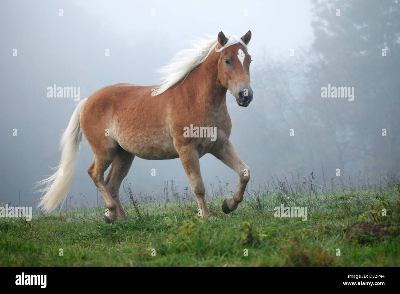 trotting Haflinger horse Stock Photo Alamy