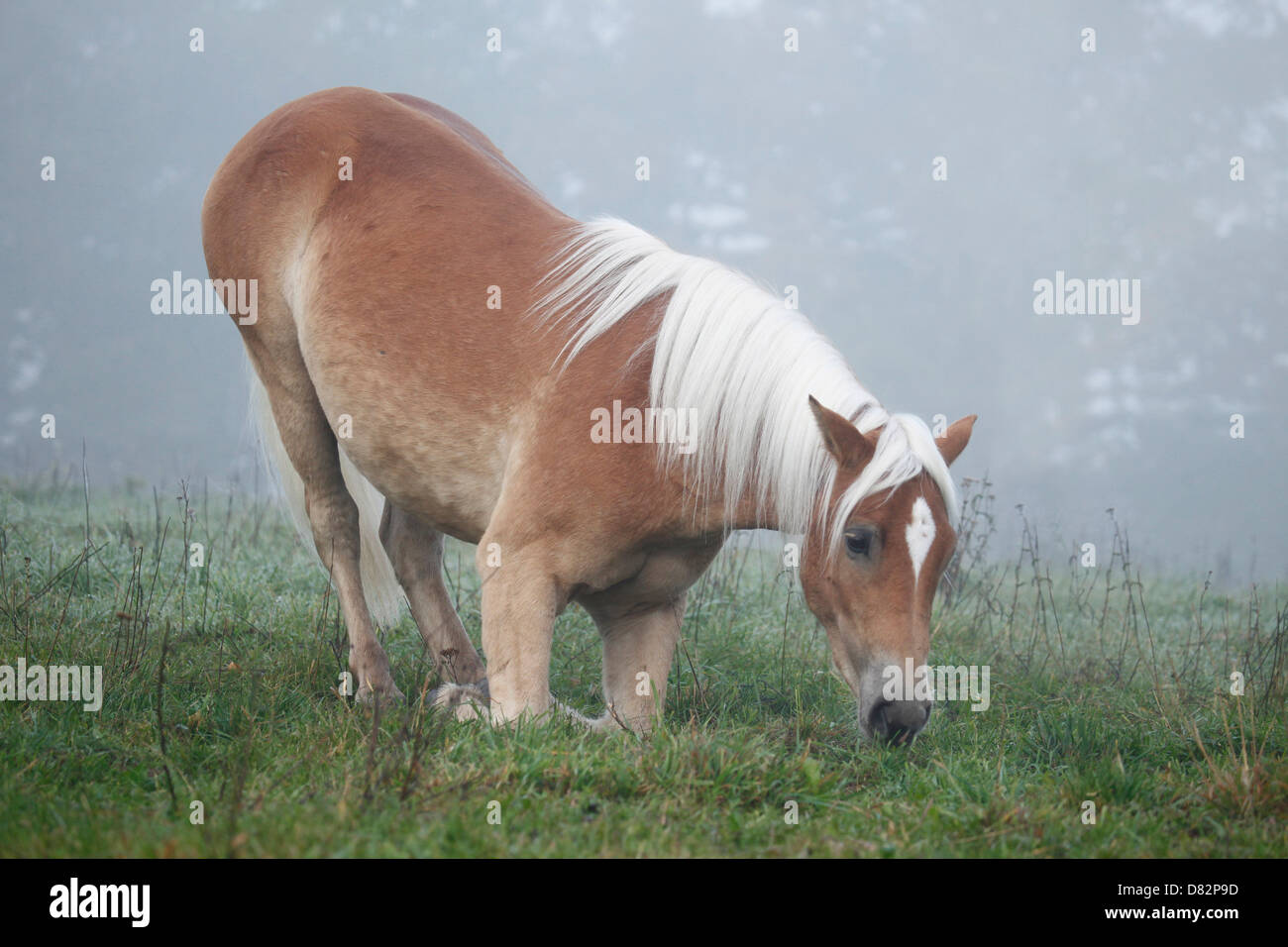 Haflinger horse lay down Stock Photo Alamy