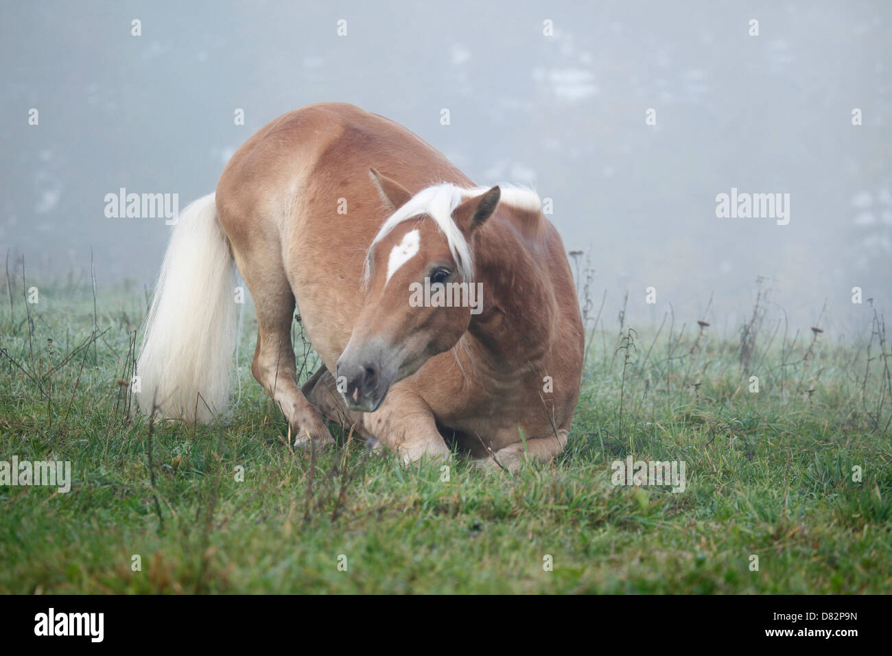 Haflinger horse lay down Stock Photo Alamy