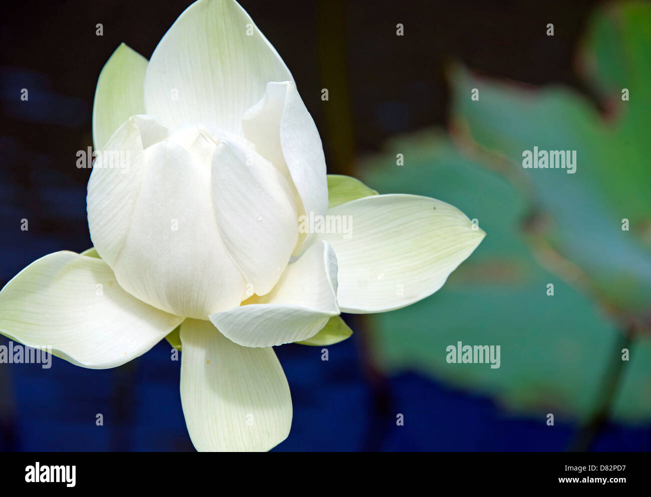 blossom of white lotus flower Stock Photo
