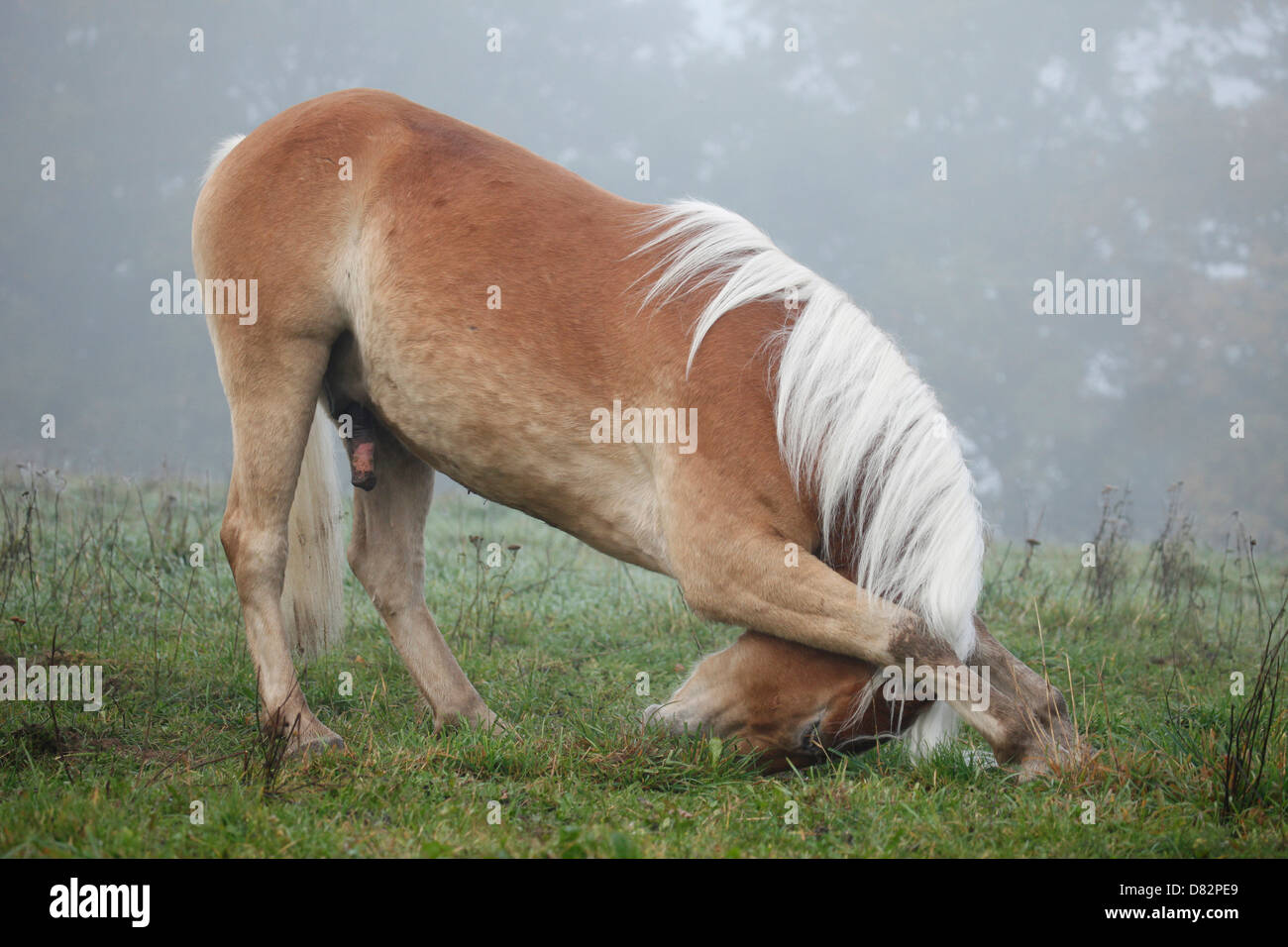 Haflinger horse shows trick Stock Photo Alamy