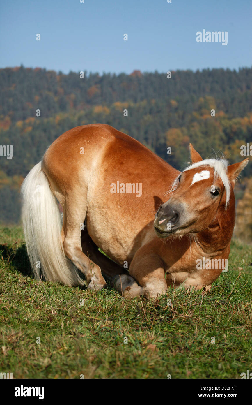 Haflinger horse lay down Stock Photo Alamy