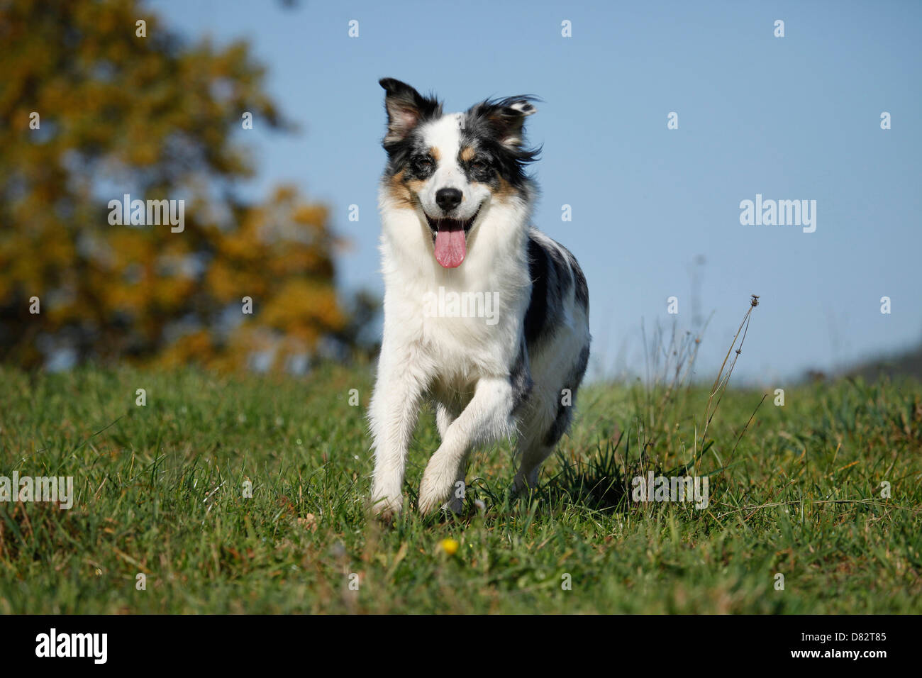 running Australian Shepherd Stock Photo Alamy