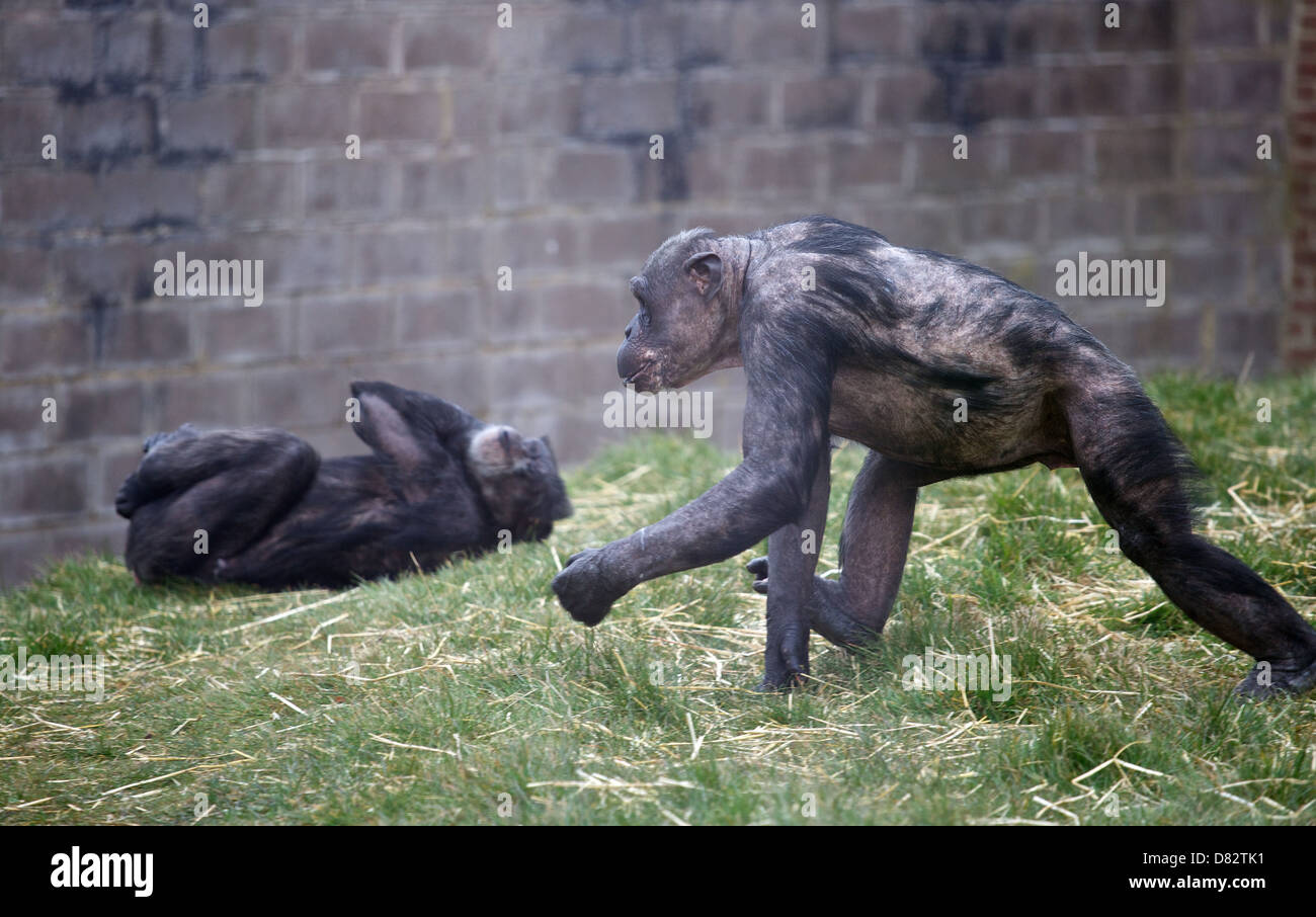 An old and balding chimp strides across his enclosure at Twycross zoo. Stock Photo