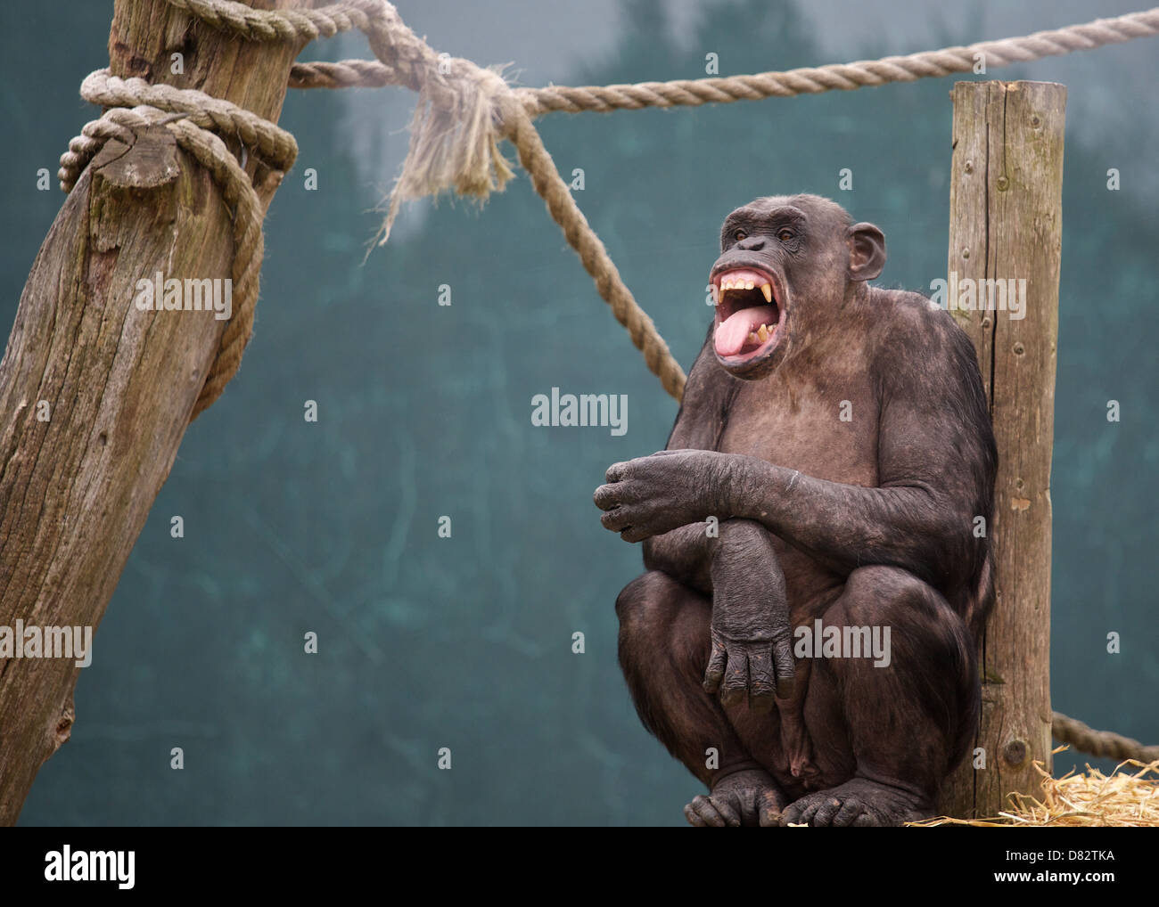 A chimp pulls a face at another chimp out of shot Stock Photo