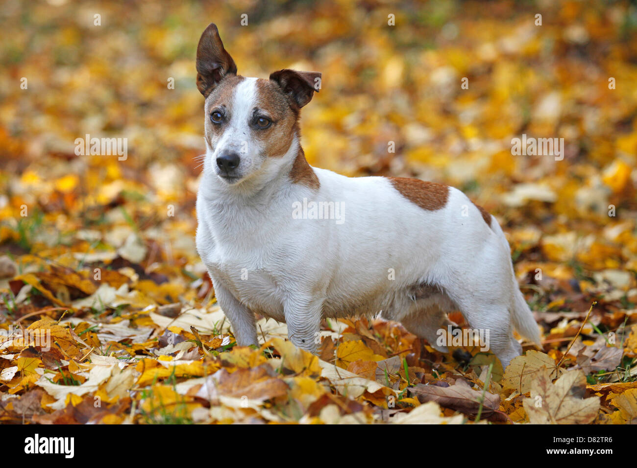 standing Jack Russell Terrier Stock Photo Alamy