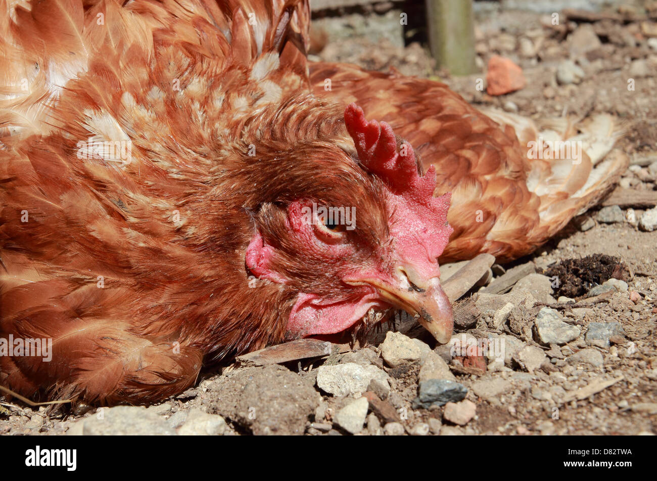 what diseases can dogs catch from chickens