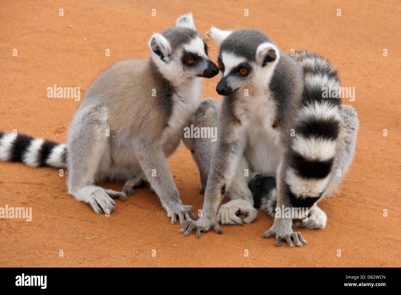 Ring-tailed lemurs, Berenty Reserve, Madagascar Stock Photo