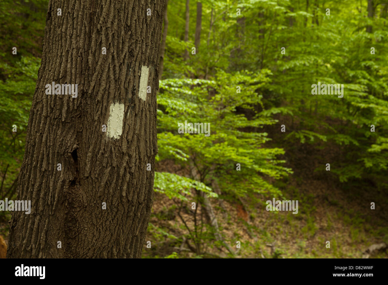 Appalachian Trail markers, New Jersey USA clean flow Delaware Water Gap National Recreation Area, Kittatinny mountains Stock Photo