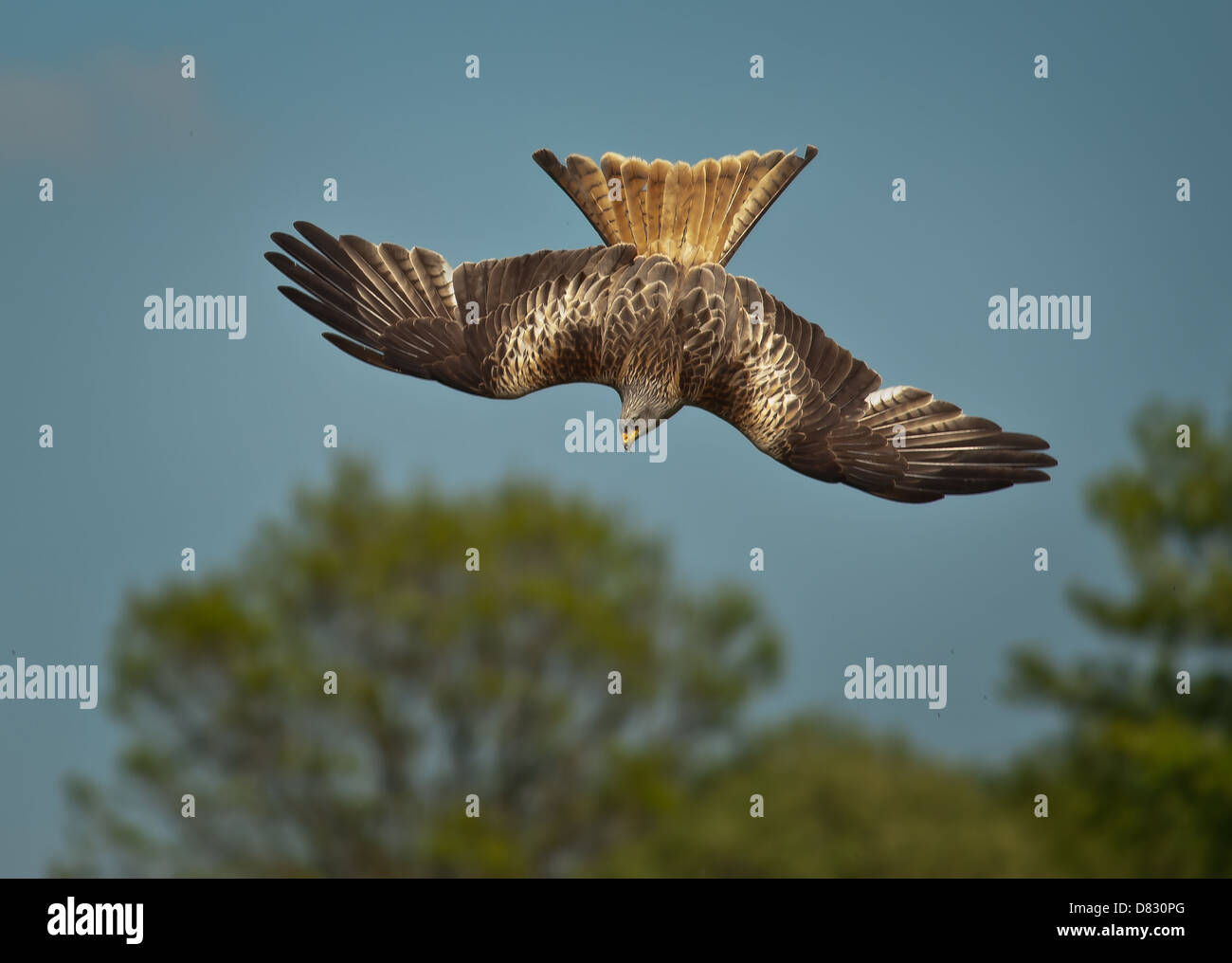 Red Kite diving for Prey. Stock Photo