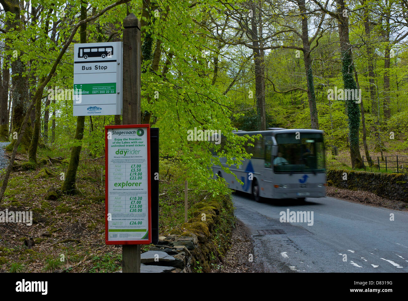 Coach passing bus stop in woodland near Ambleside, Lake District