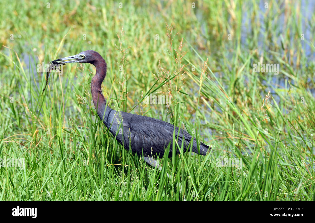 close up Little blue heron bird eating crawfish in florida everglades Stock Photo Alamy