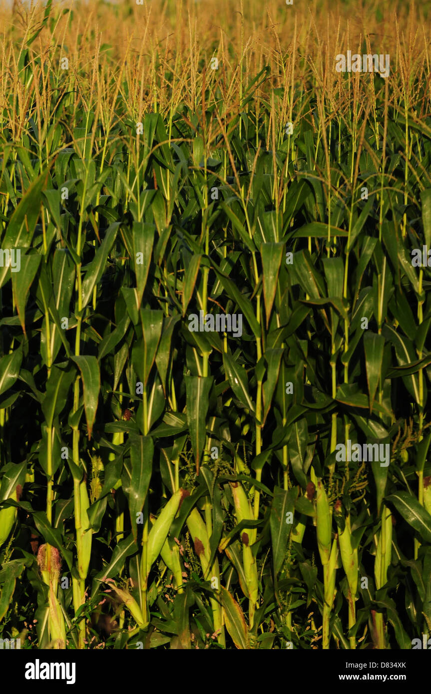 rural farmland with stalks of corn in a field Stock Photo - Alamy