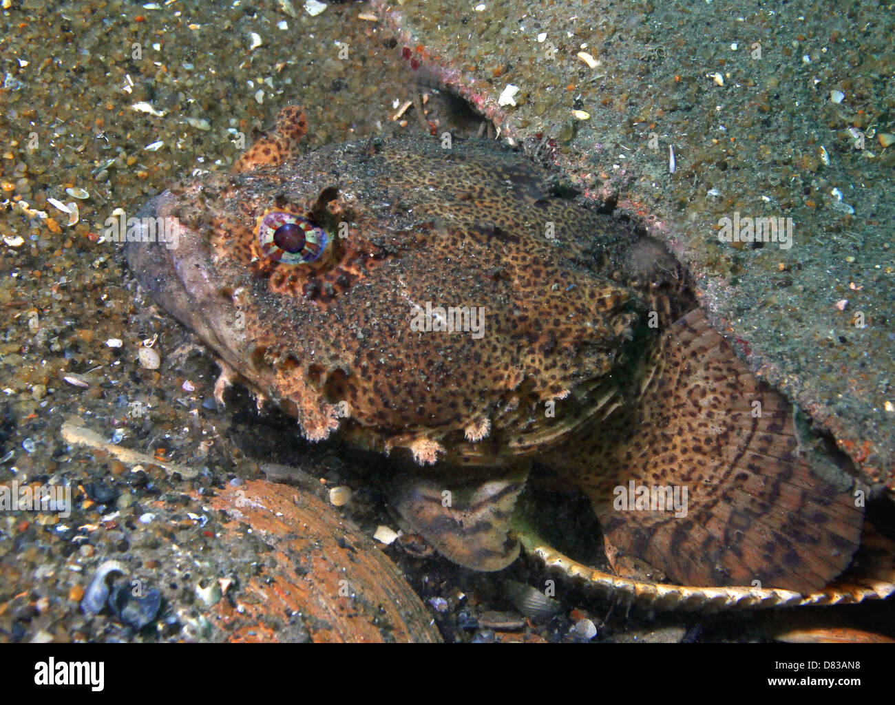 An Oyster Toadfish lies camouflaged in wait on a shipwreck Stock Photo