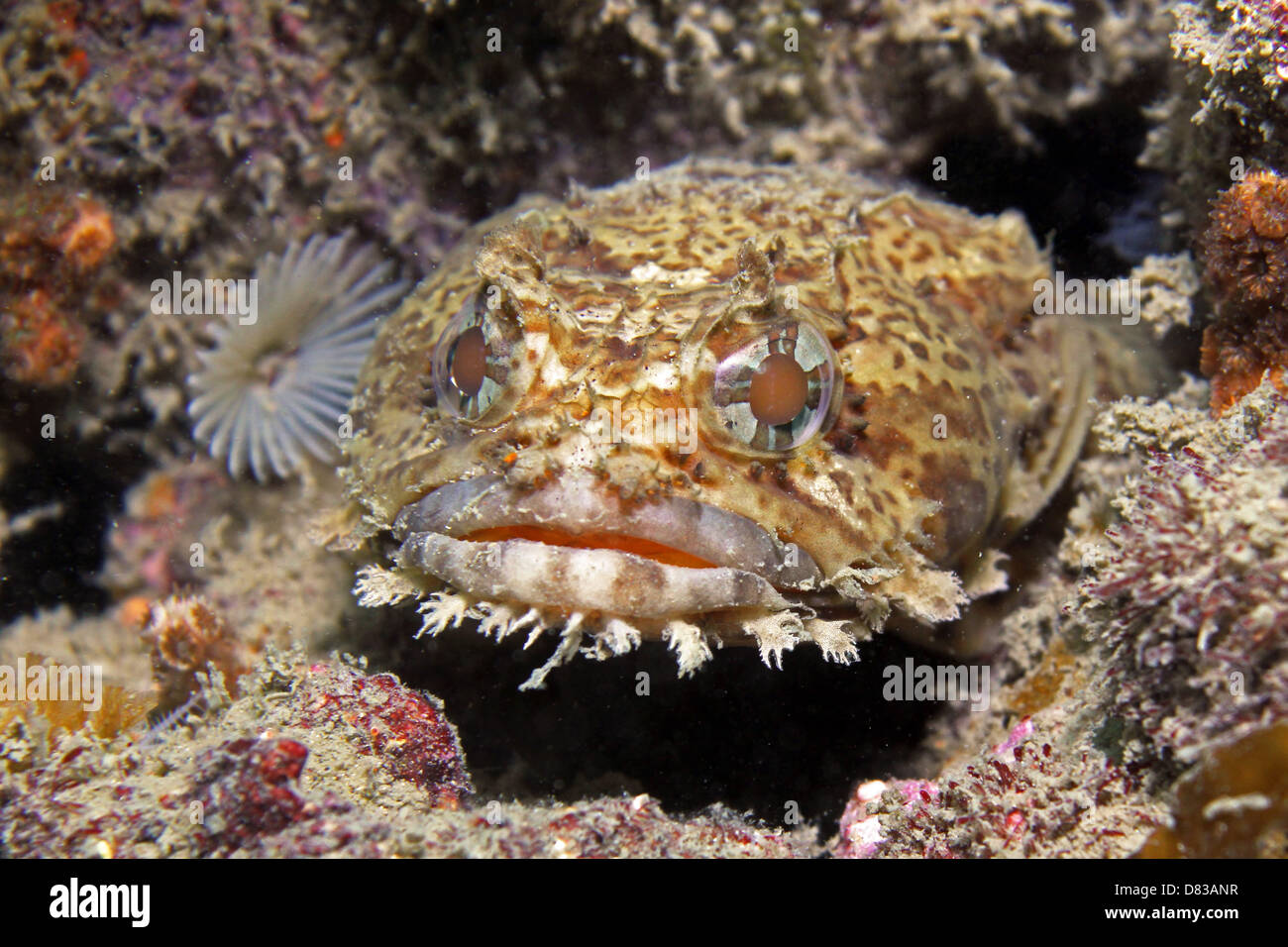 An Oyster Toadfish lies in wait on a shipwreck Stock Photo