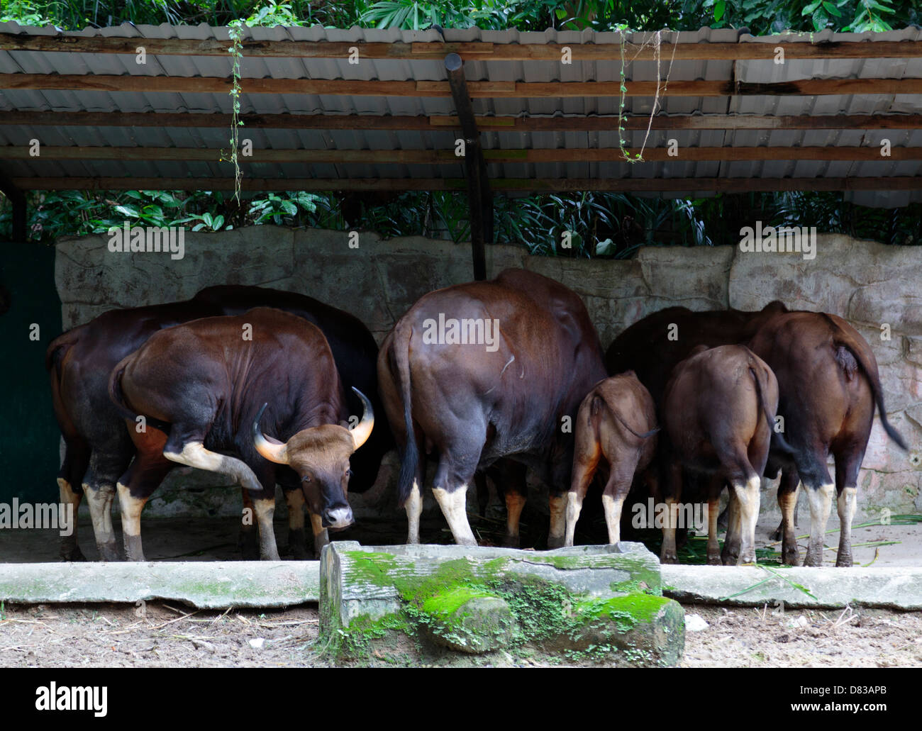 Water buffaloes at Zoo Negara, National Zoo of Malaysia Stock Photo