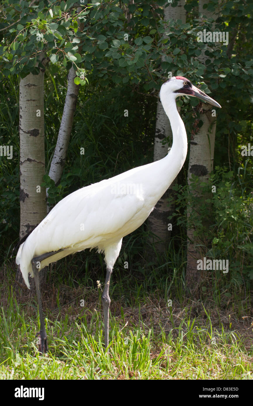 Whooping crane (Grus americana) in aspen parkland of Canadian Wilds exhibit at the Calgary zoo, part of endangered species breeding program program Stock Photo