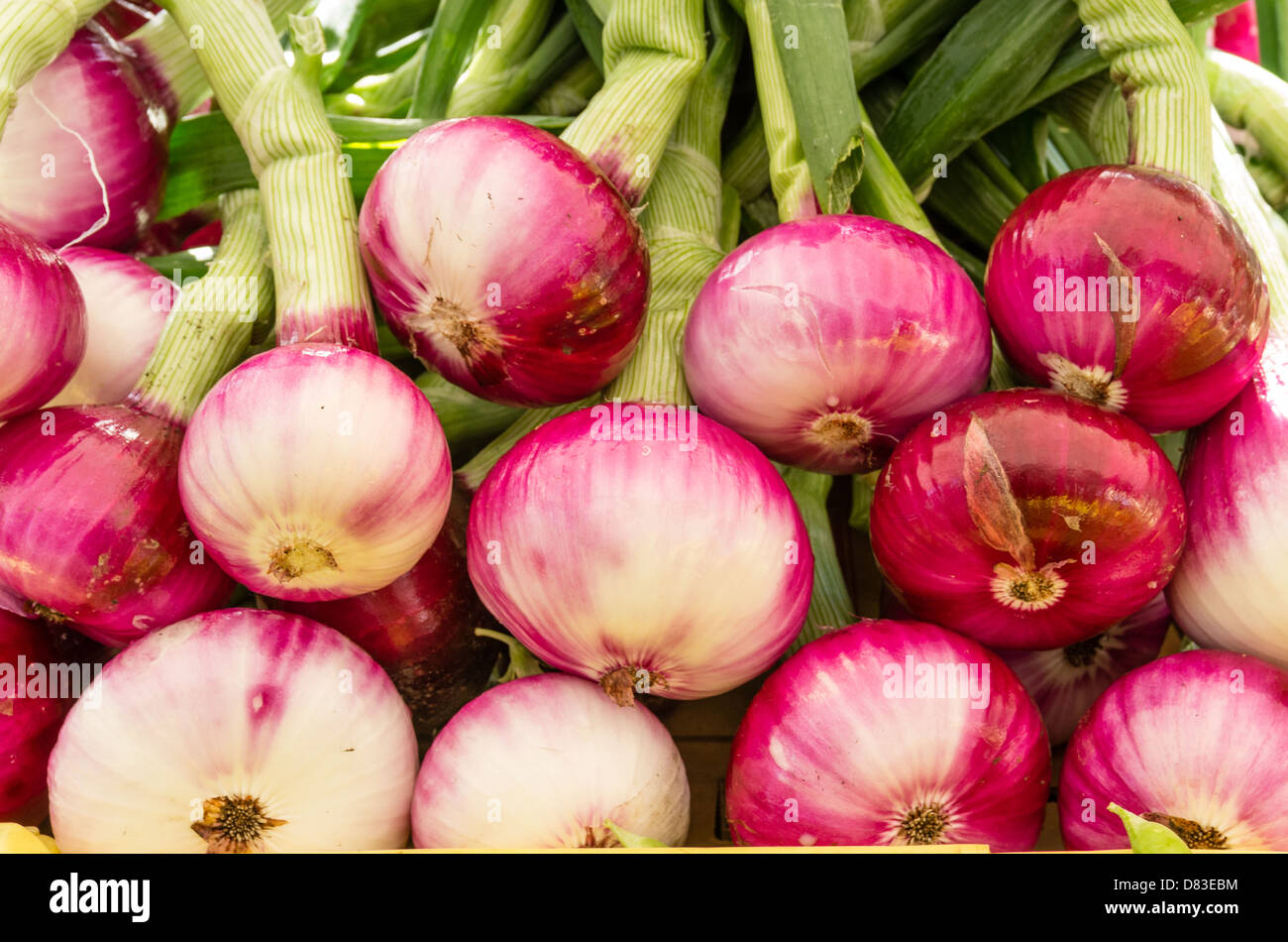 Freshly harvested red onions on display at the farmers market Stock ...