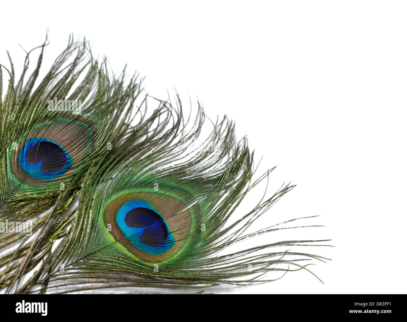 Colorful peacock feathers closeup isolated on white background Stock Photo