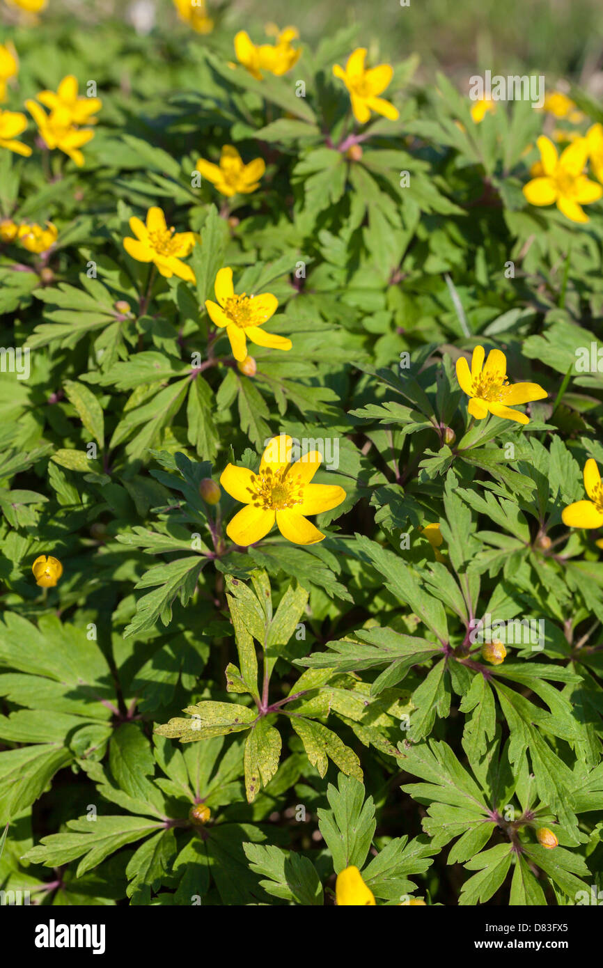 Yellow wood anemone, Anemone ranunculoides Stock Photo Alamy