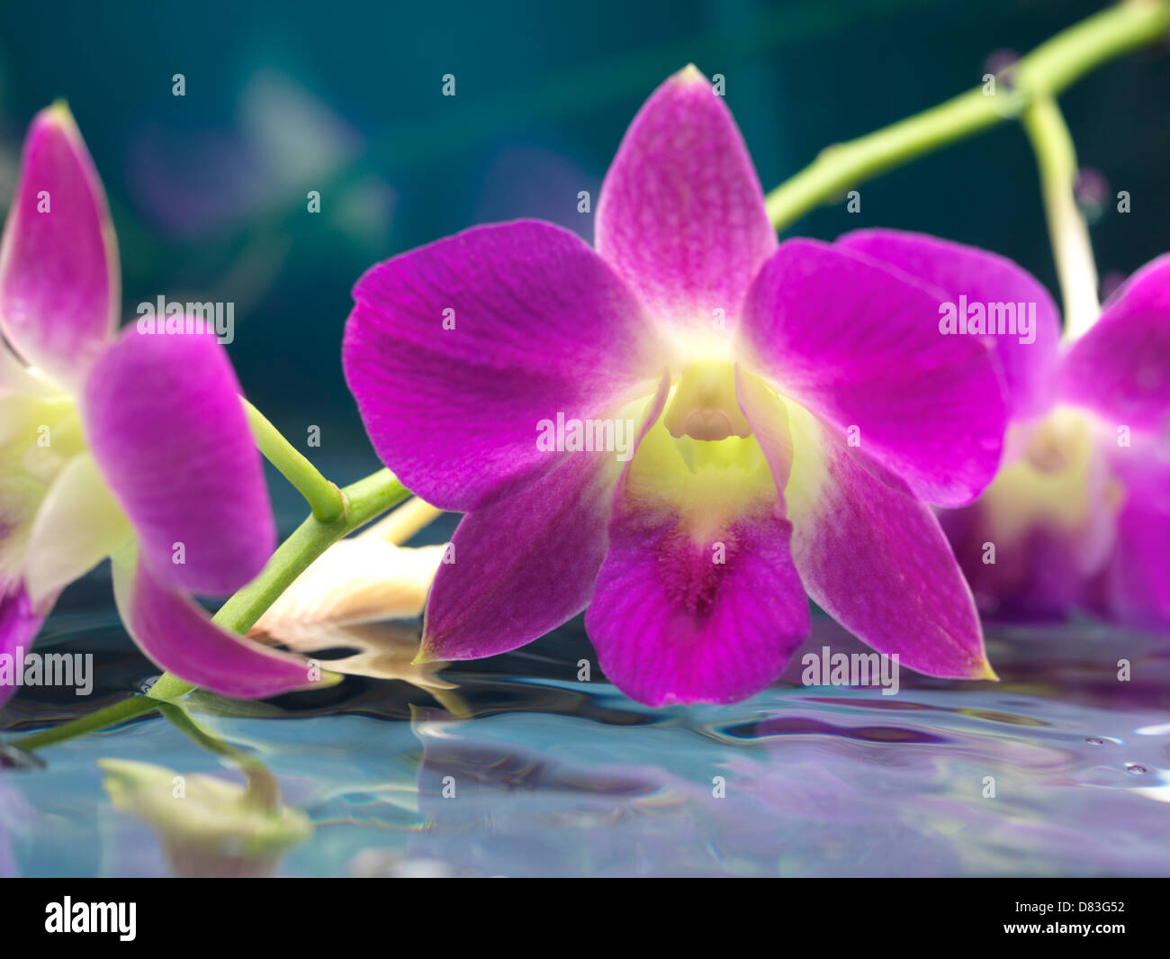 Beautiful purple blue flowers hi-res stock photography and images - Alamy