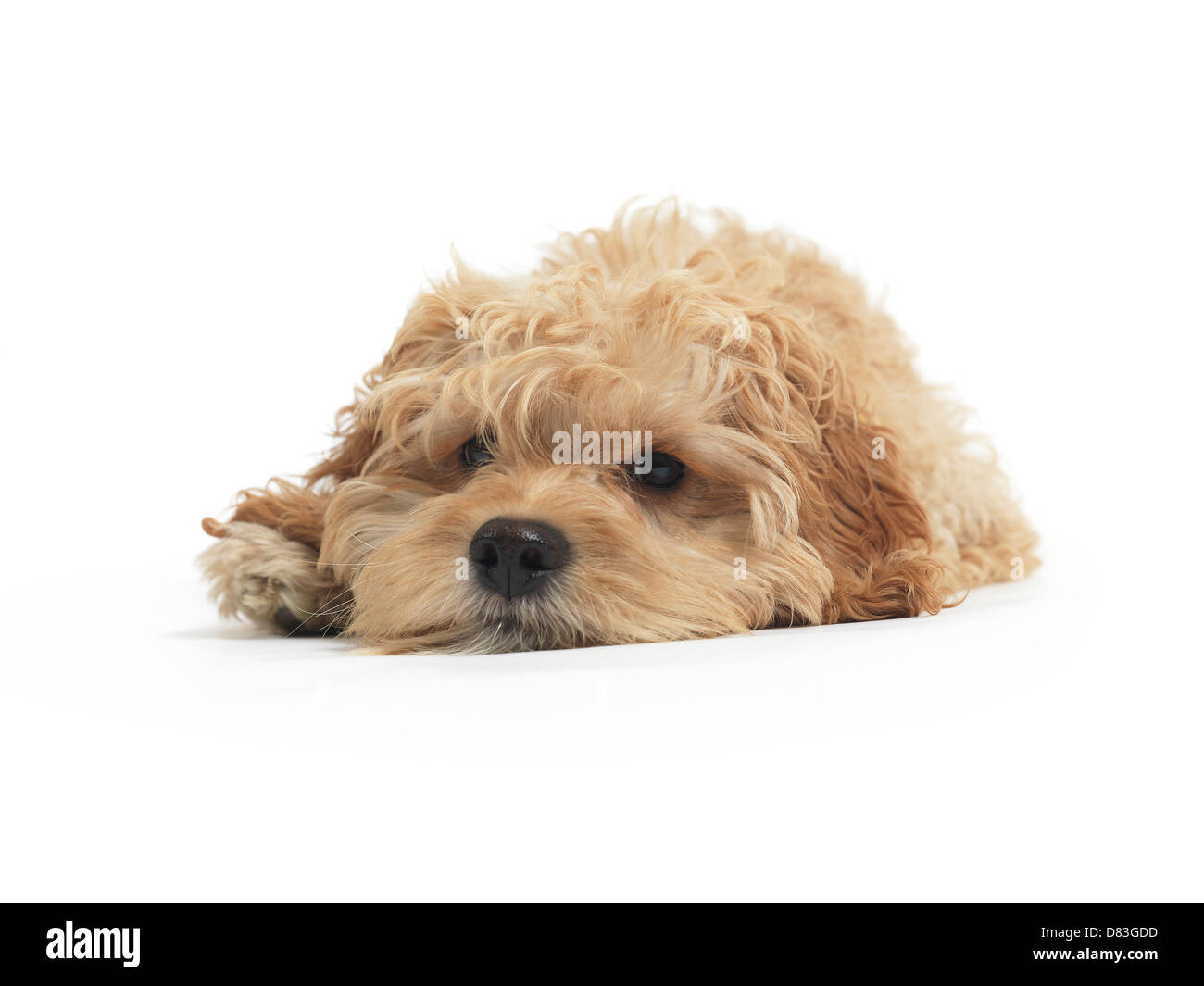 License available at MaximImages.com - Cockapoo cute cross breed dog of cocker spaniel and a poodle lying down isolated on white background Stock Photo