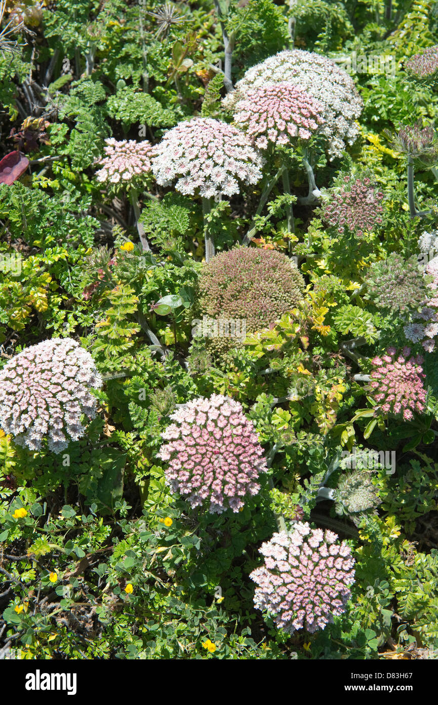 Wild carrot (Daucus carota) flowers Rota Vicentina coastal walk from Monte Clerigo to Arrifana near Aljezur Algarve Portugal Stock Photo
