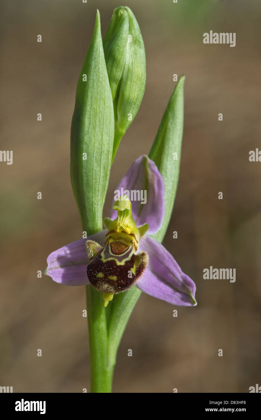 Bee Orchid (Ophrys apifera) flower Pine forest on the way to Praia da Carreagem Vicentine Coast Natural Park Algarve Portugal Stock Photo