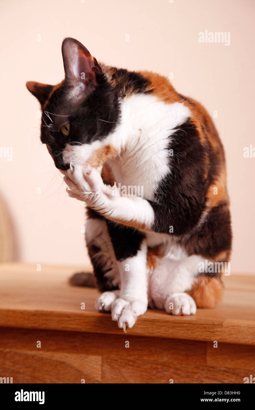 German rex cat hi-res stock photography and images - Alamy