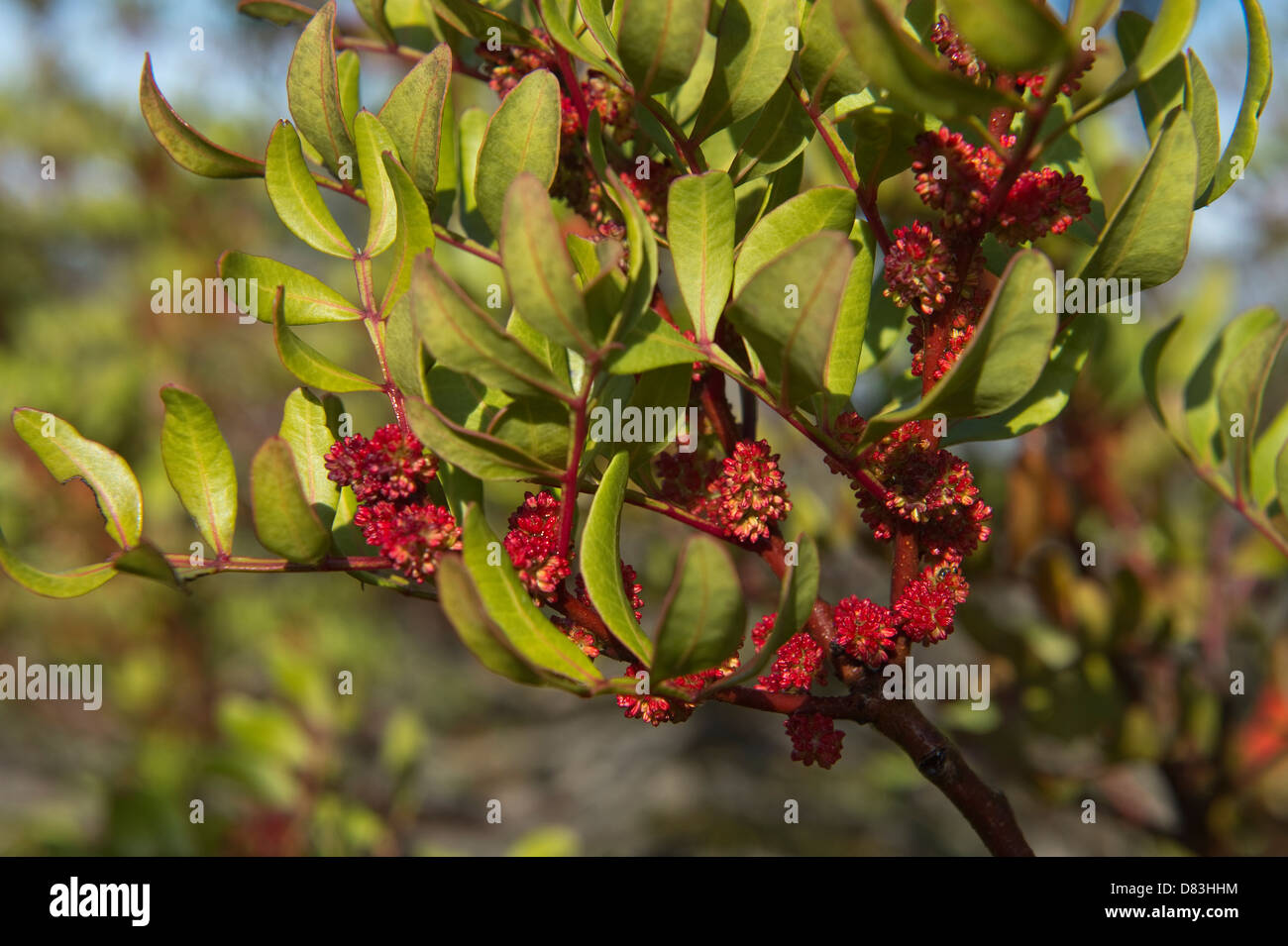 Mastic tree (Pistacia lentiscus) flowers at the roadside near Carvalhal Algarve Portugal Mediterranean Europe Stock Photo