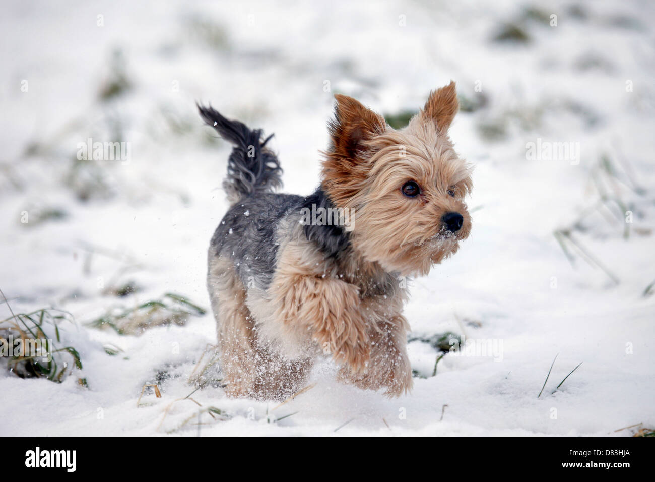 running Yorkshire Terrier Stock Photo Alamy