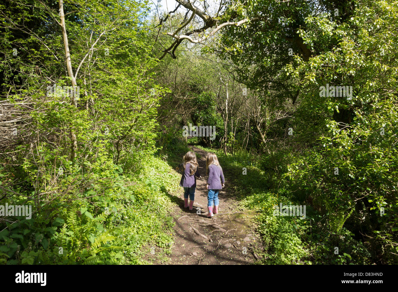 Woodland trails hi-res stock photography and images - Alamy
