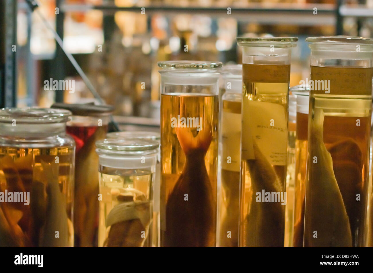 Fish specimens, kept in jars along with ethanol to preserve them Stock