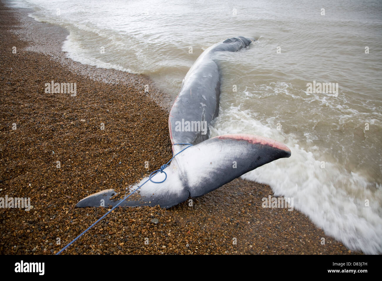 Balaenoptera High Resolution Stock Photography and Images - Alamy
