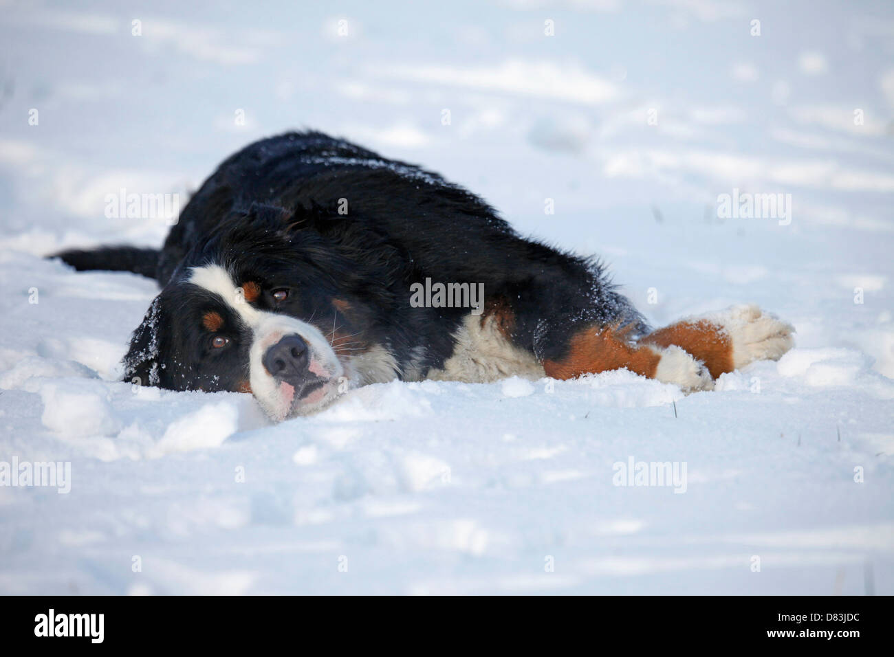lying Bernese Mountain Dog Stock Photo - Alamy
