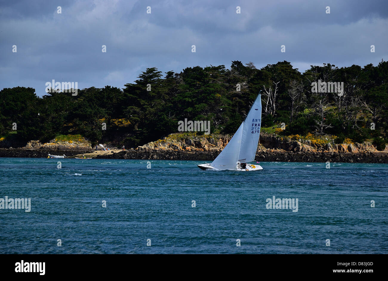 Classic yahct (shark) sailing in front of Ile Longue in Morbihan gulf, during maritime event 'Semaine du golfe'. Stock Photo