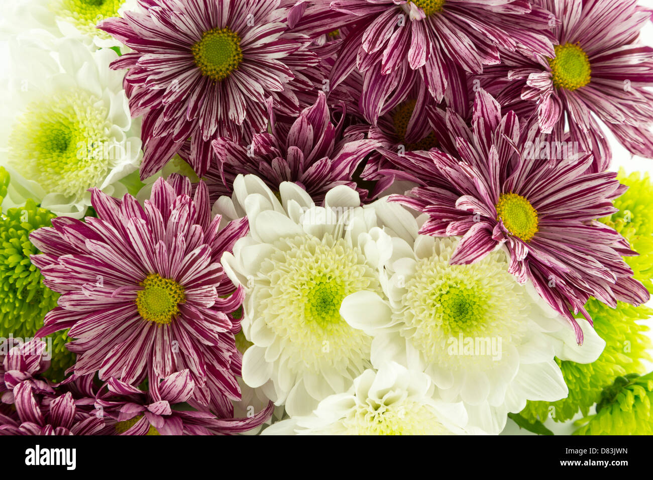 Red striped,green and white chrysanthemum flowers. Stock Photo