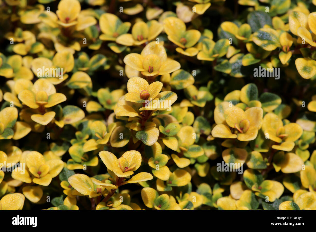 Fresh Thyme Clear Gold yellow/green leaves in bright sunlight Stock