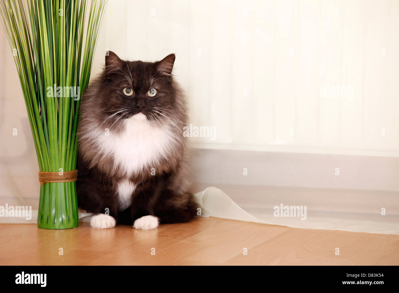 Cat crouched hi-res stock photography and images - Alamy