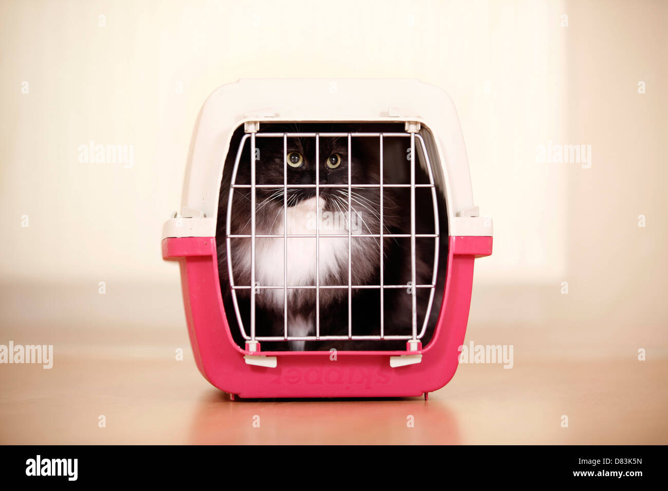 cat in kennel Stock Photo Alamy