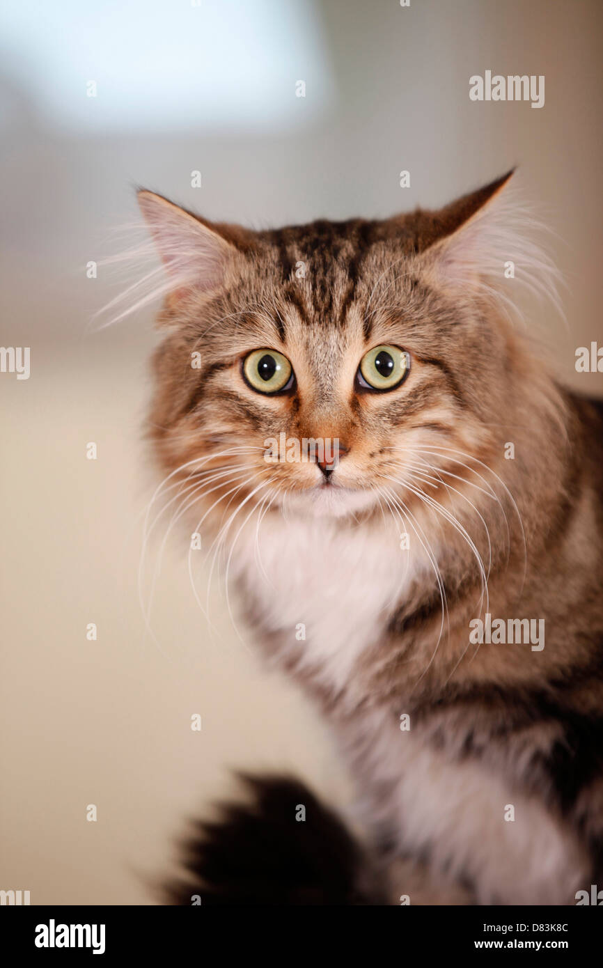 Longhaired cat breed hi-res stock photography and images - Alamy