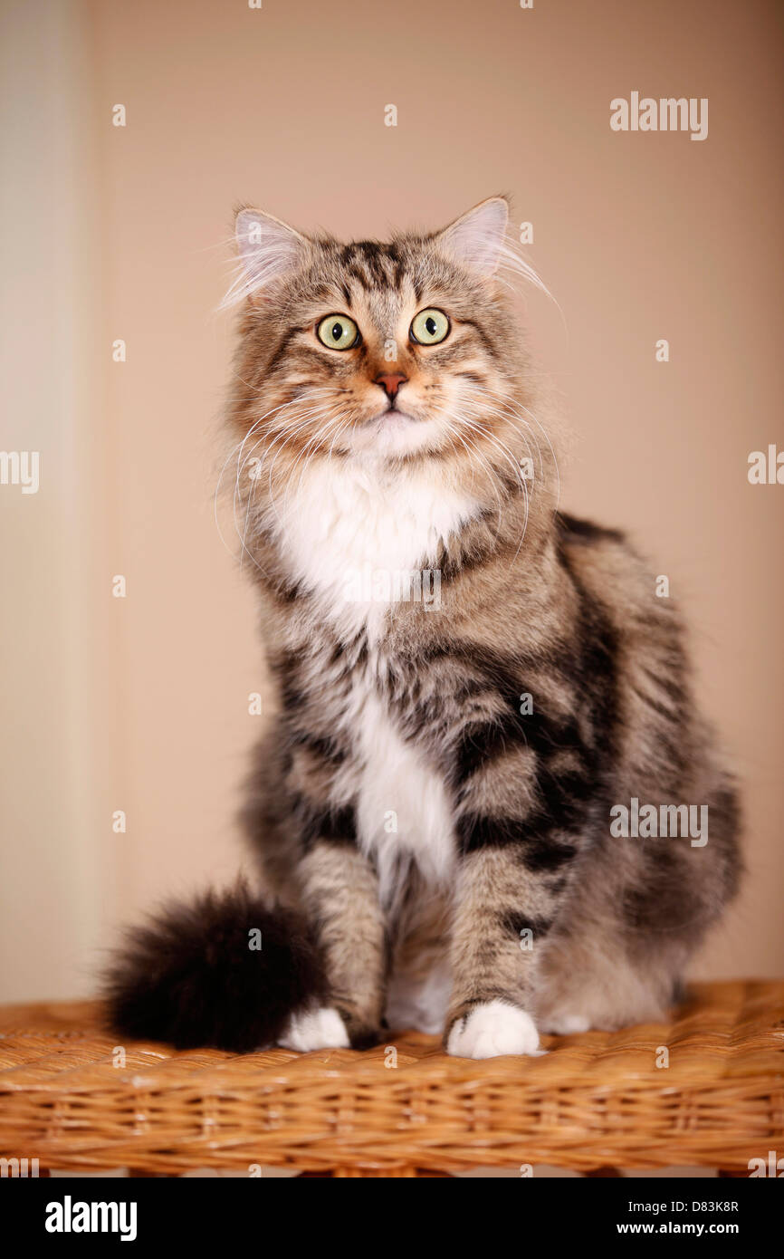 Longhaired cat breed hi-res stock photography and images - Alamy