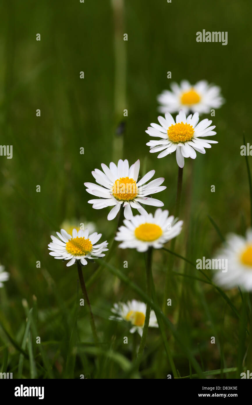 Group of common daisies in grass Stock Photo Alamy