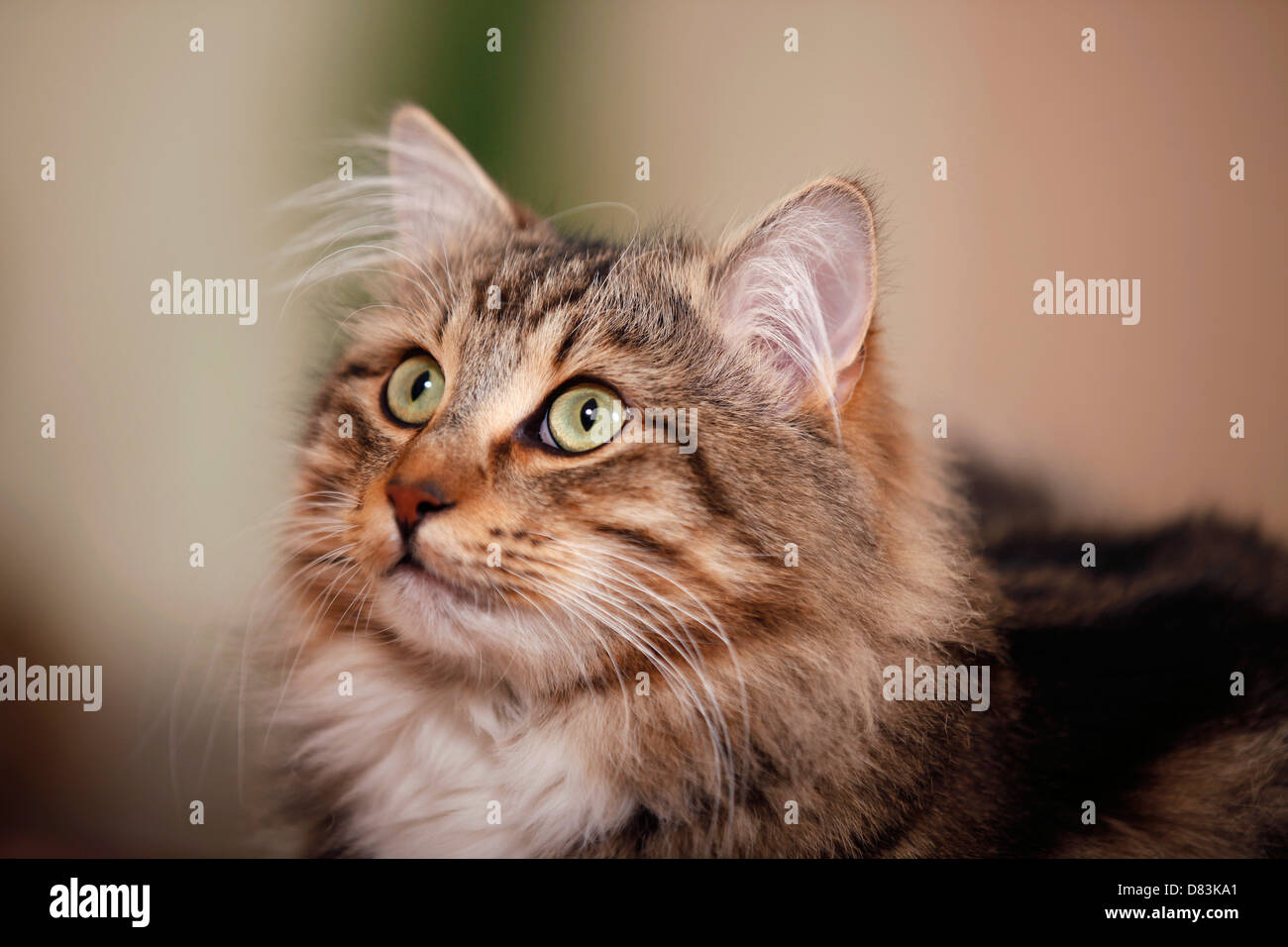 longhaired cat Stock Photo