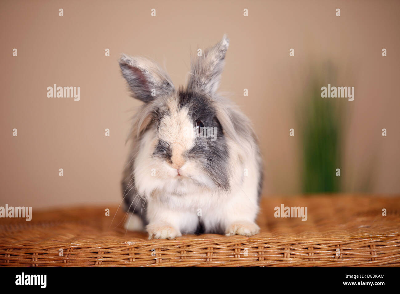 lion-headed rabbit Stock Photo