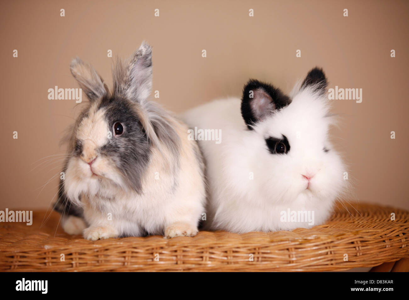 lion-headed rabbit Stock Photo